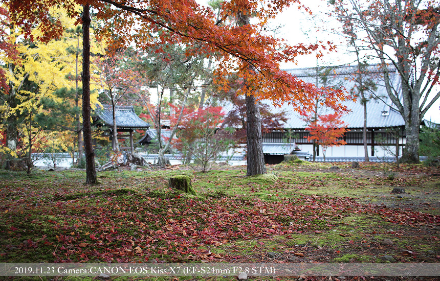 南禅寺境内庭の落葉（2019.11.23 撮影）