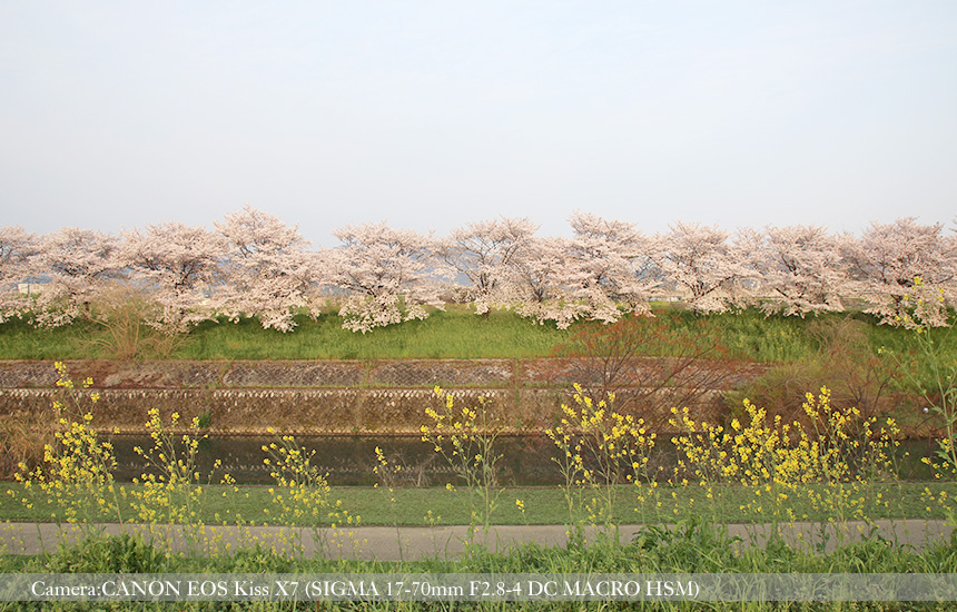 桂川緑地の桜並木