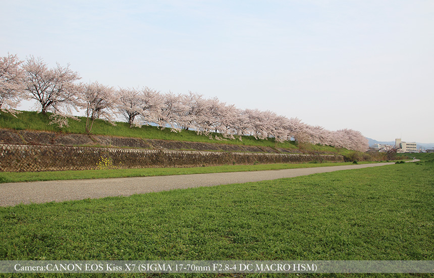 桂川緑地の桜並木