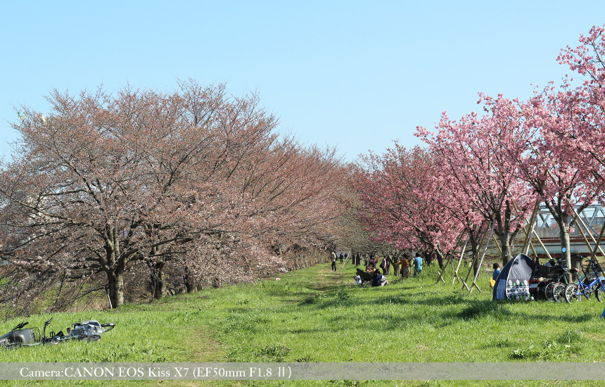 桂川緑地公園の桜並木