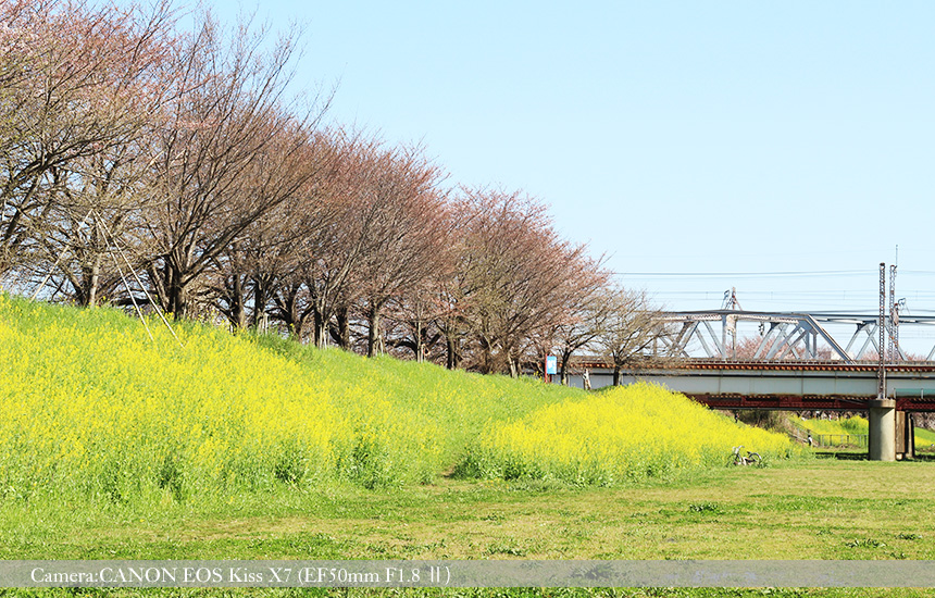 桂川緑地公園の菜の花と桜