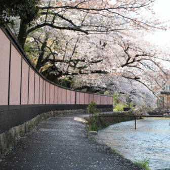 京都岡崎の桜