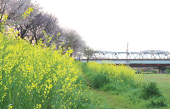 桂川の桜並木と菜の花