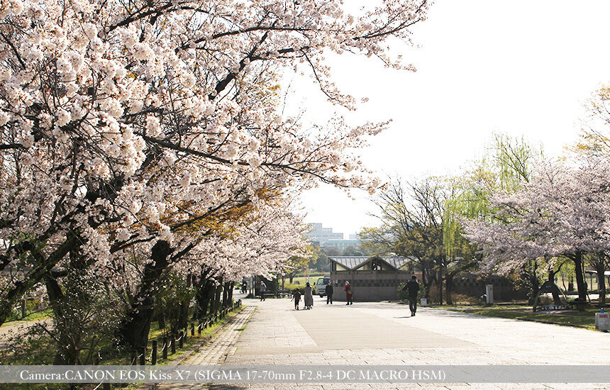 梅小路公園の桜