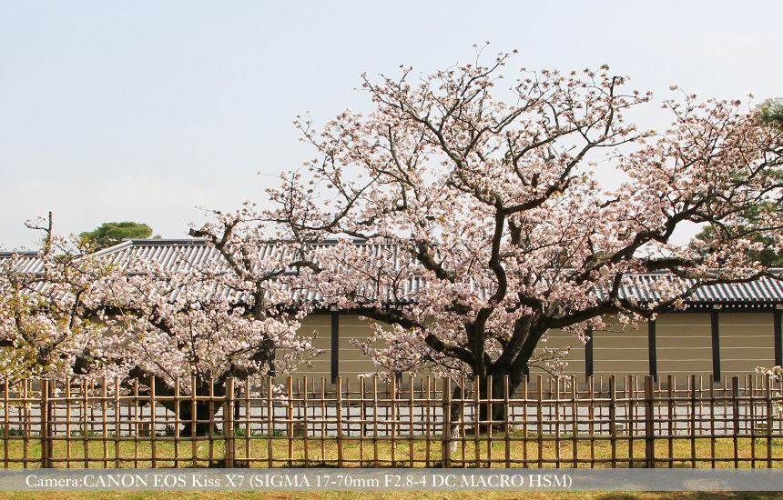 愛犬と京都 桜咲く京都御苑を散歩する 京のシッポ
