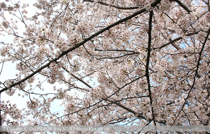 桂川緑地公園の桜