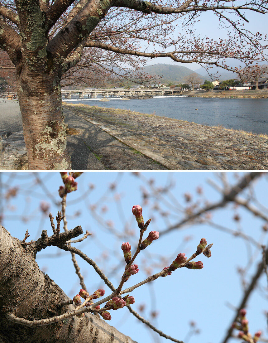 2022年3月25日 嵐山の桜