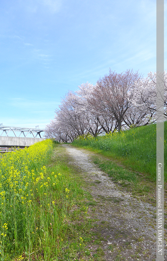 桂川緑地公園の桜