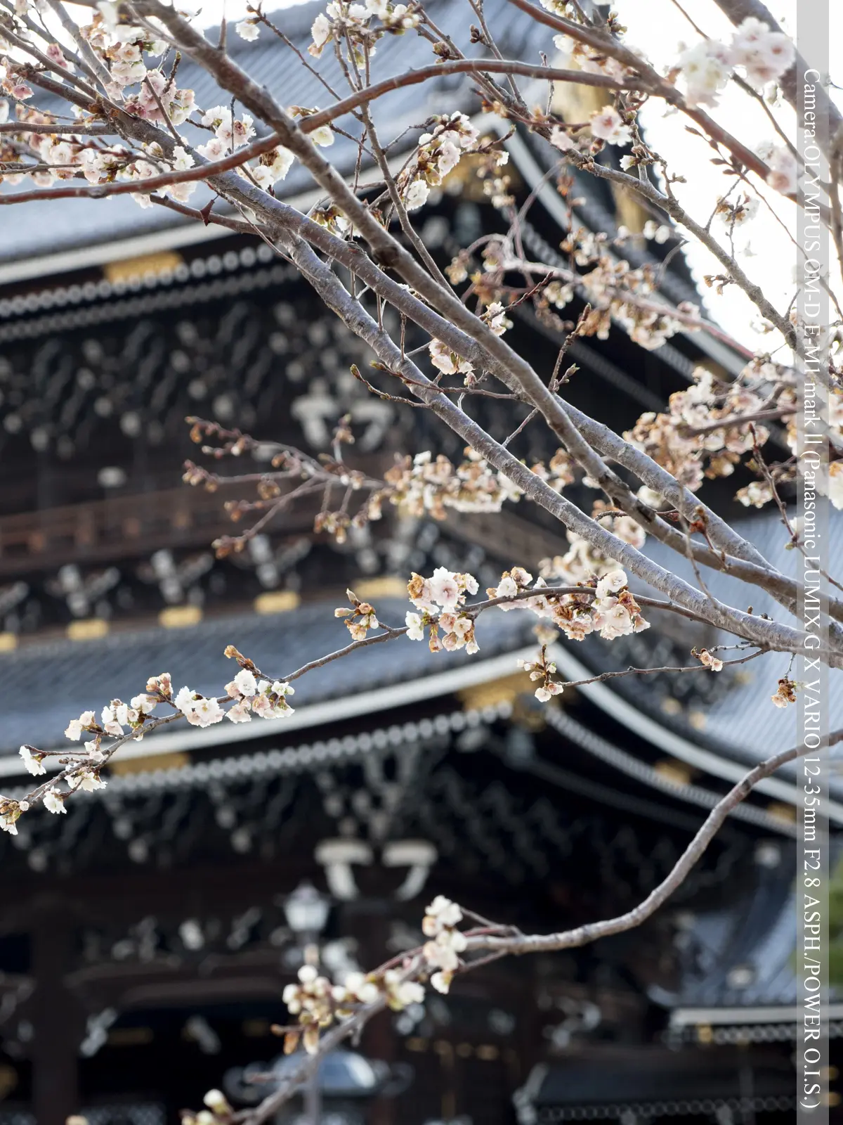 お東さん広場－桜