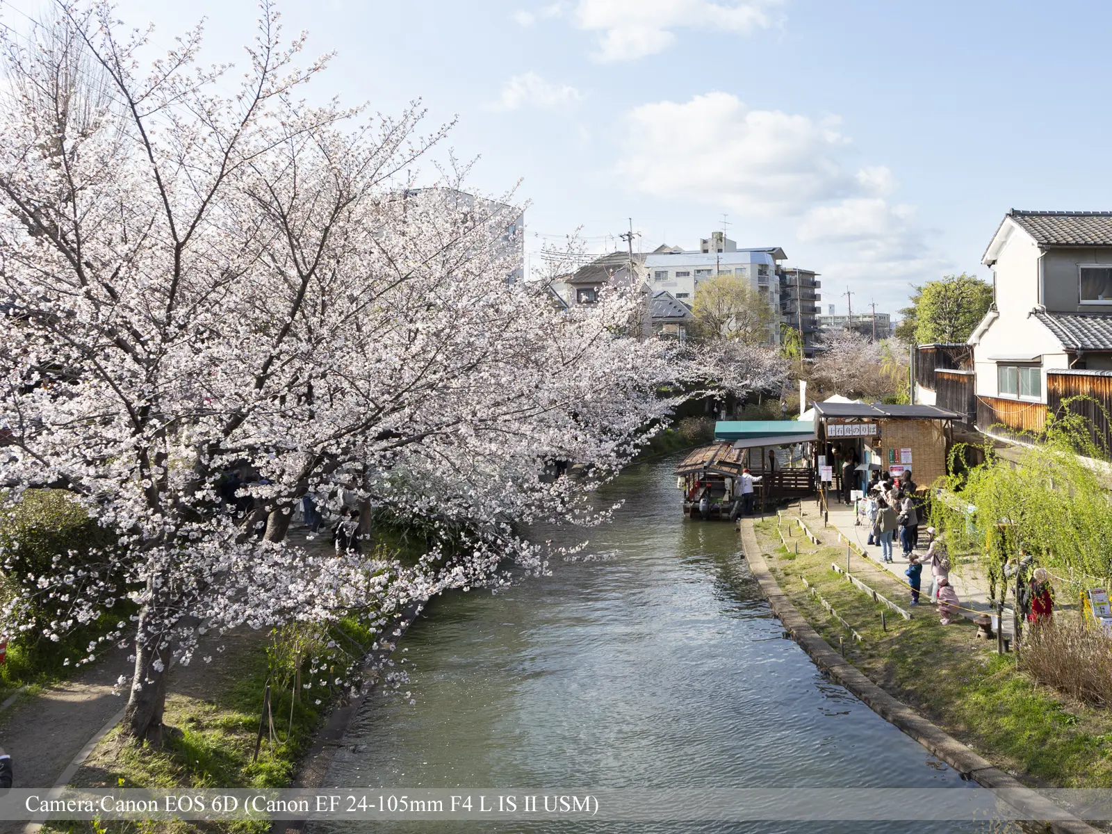 伏見・濠川の桜（十石舟船着場あたり）