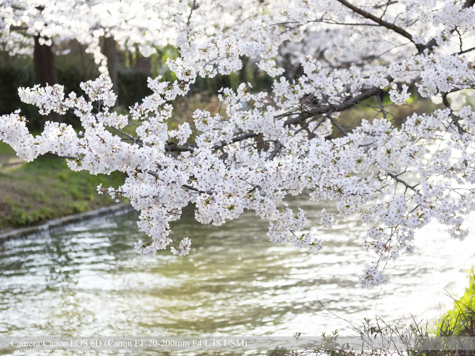 伏見・濠川の桜