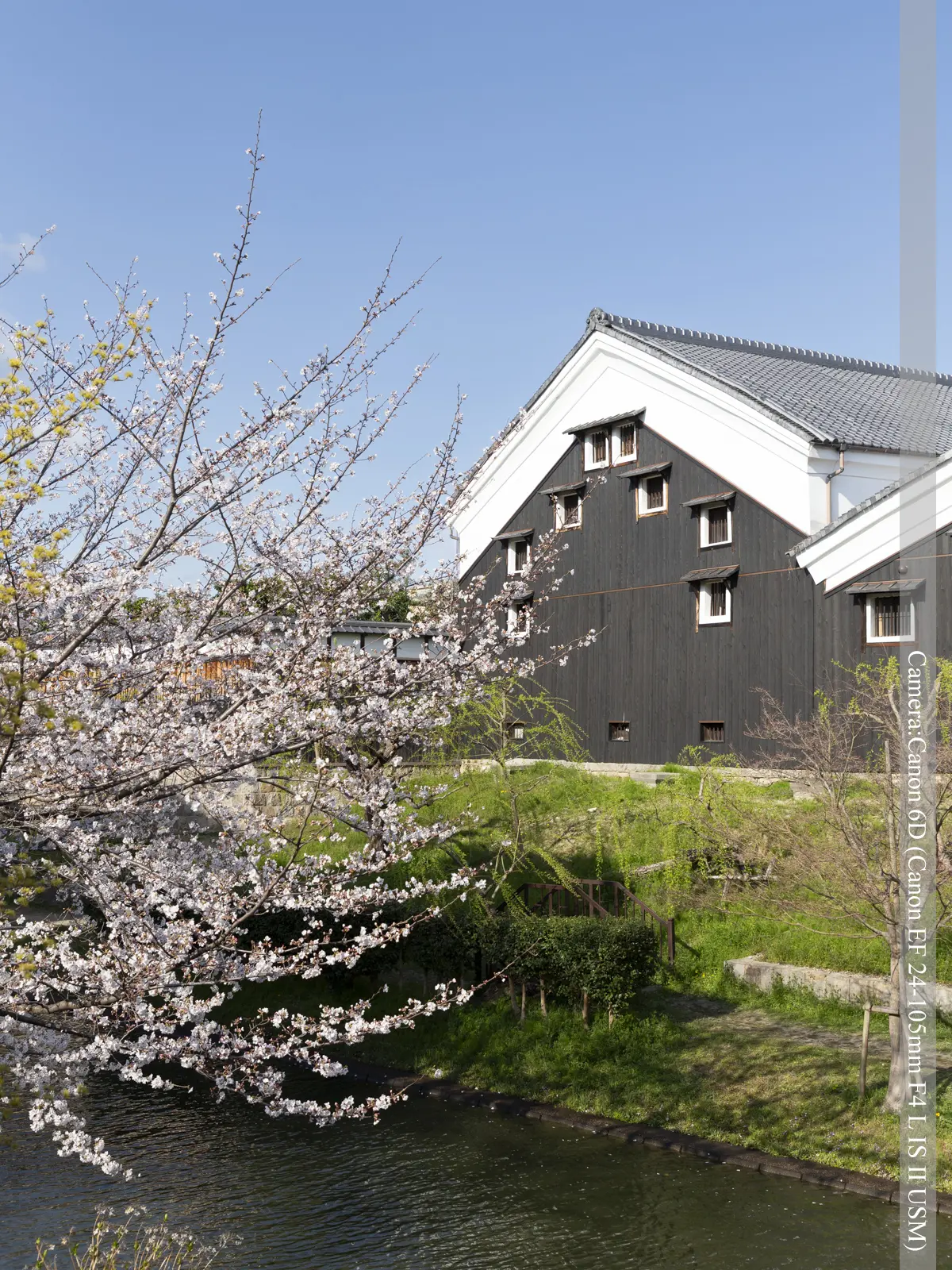 伏見・濠川の桜（酒蔵）