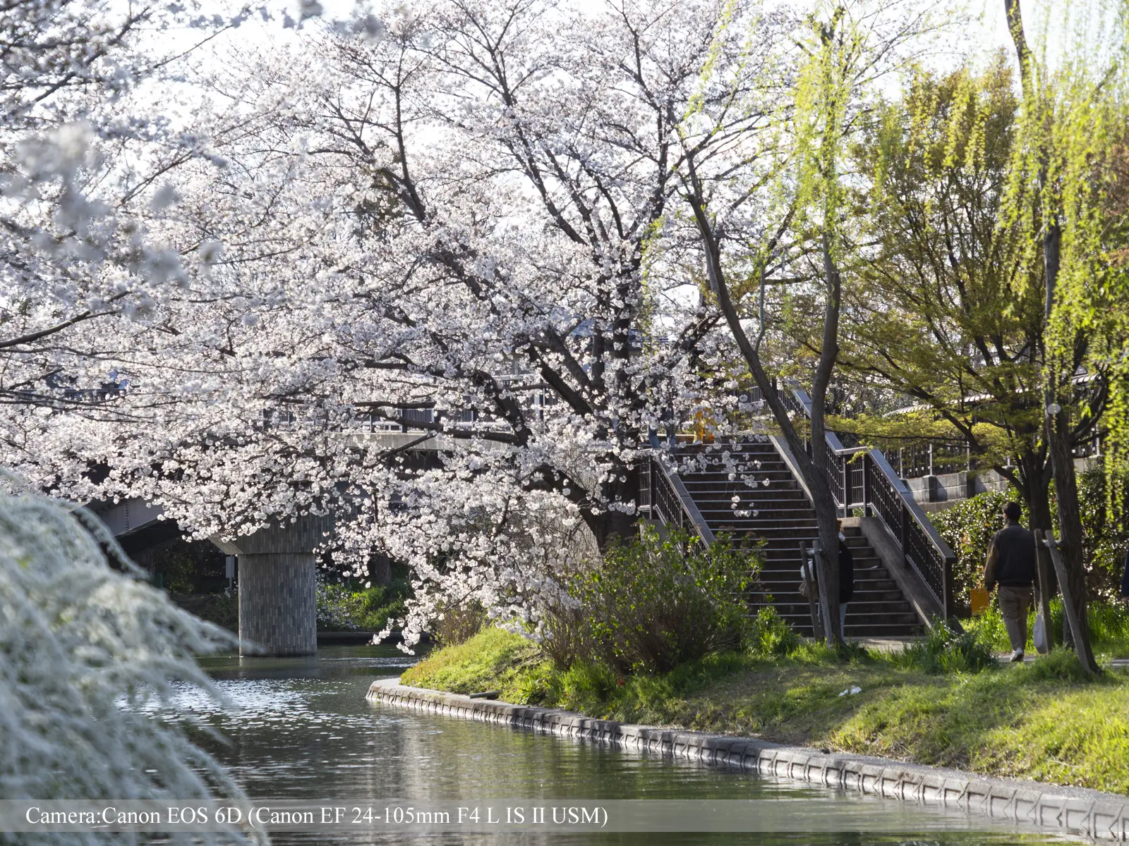 伏見・濠川の桜（伏見であい橋付近）