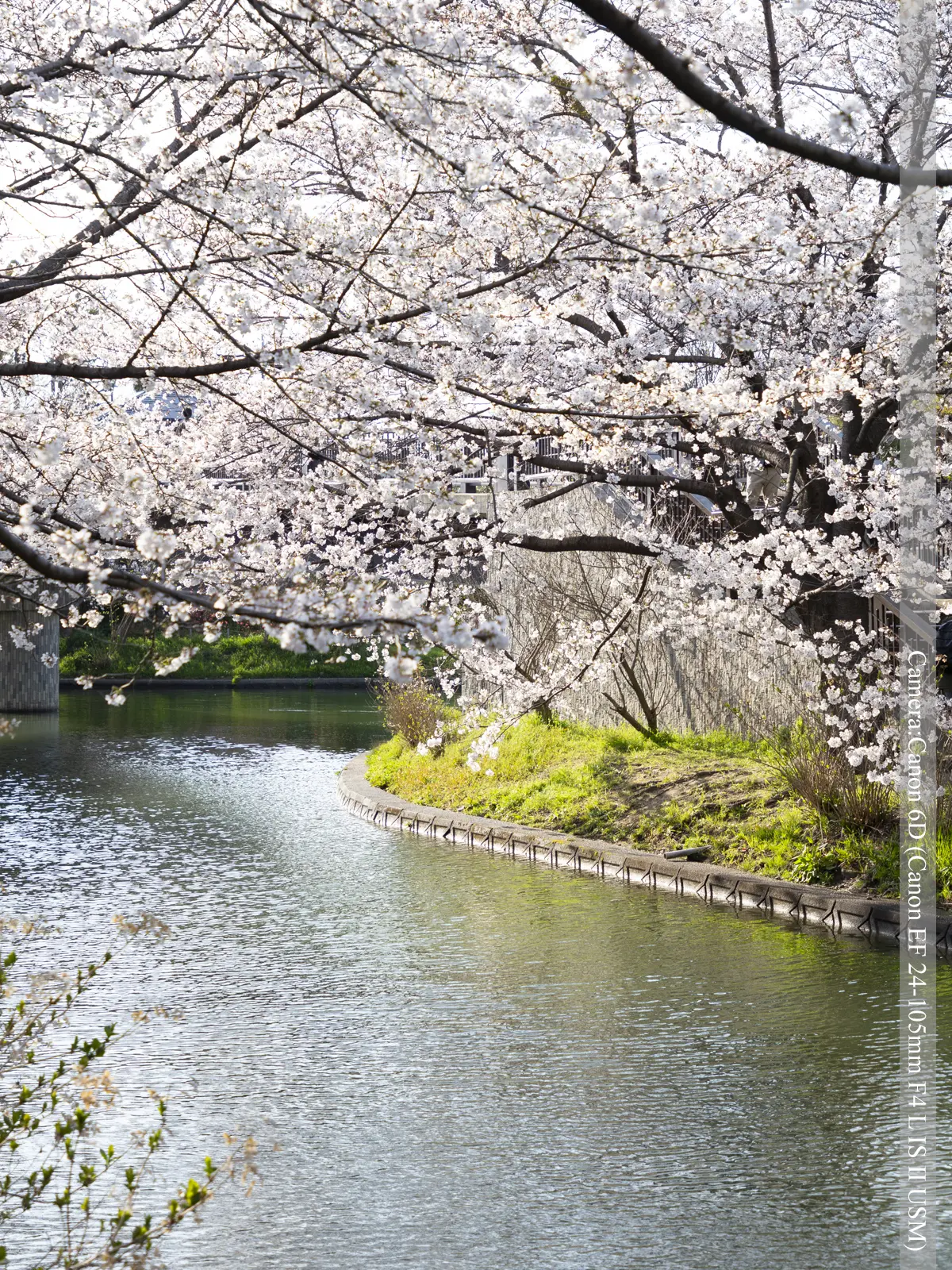 伏見・濠川の桜（伏見であい橋付近）