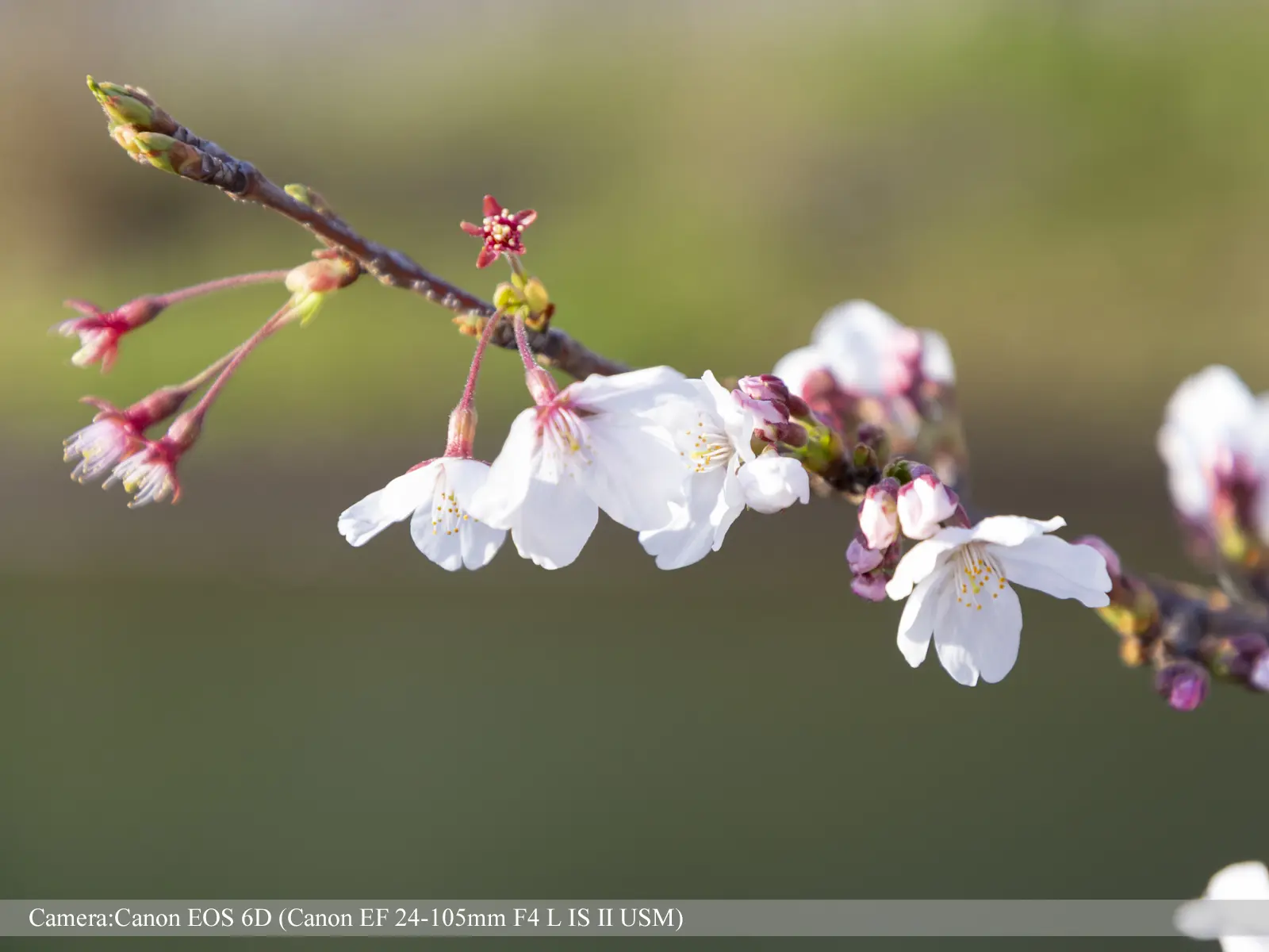 伏見・濠川の桜