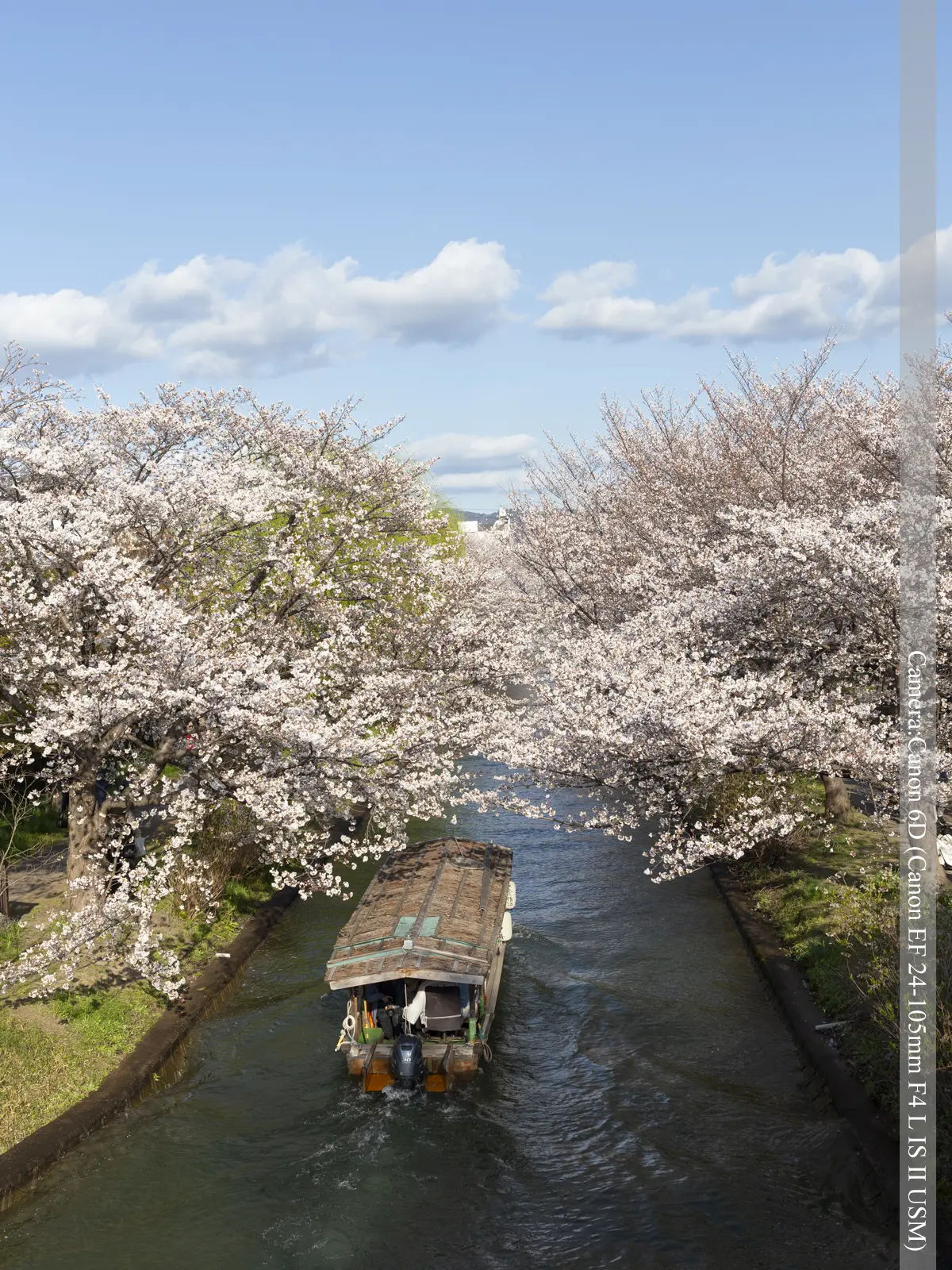 伏見・濠川の桜（伏見であい橋より）
