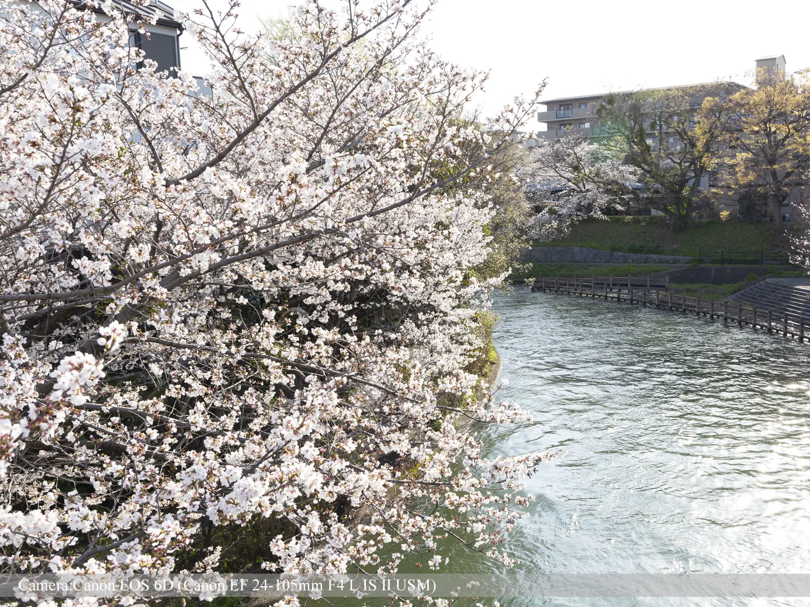 伏見・濠川の桜（伏見であい橋より）