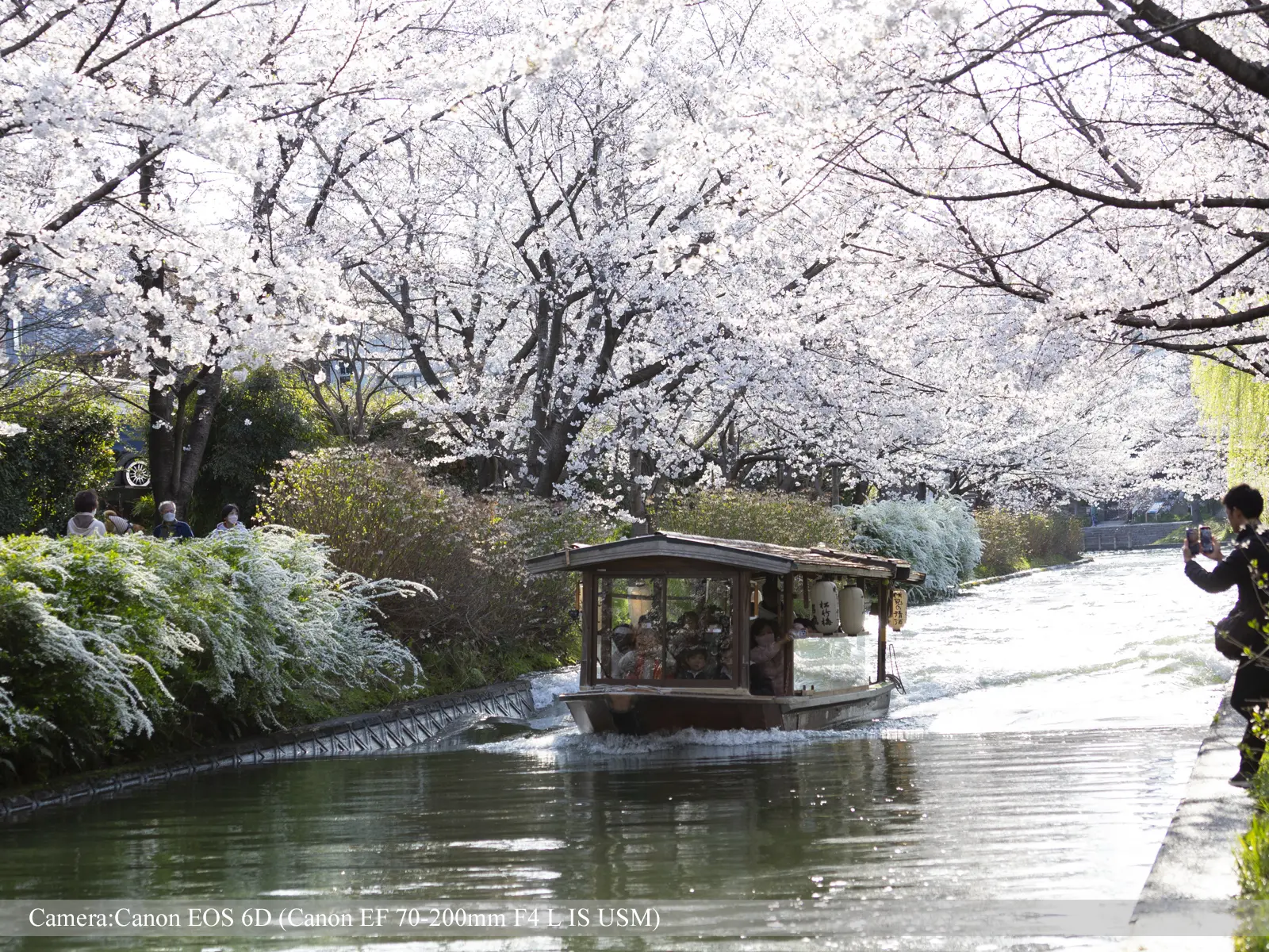 伏見・濠川の桜（川面を進む十石舟）