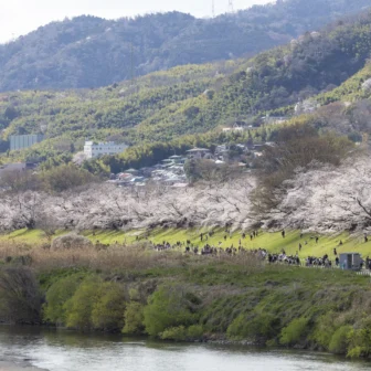 八幡背割堤の桜（遠景）