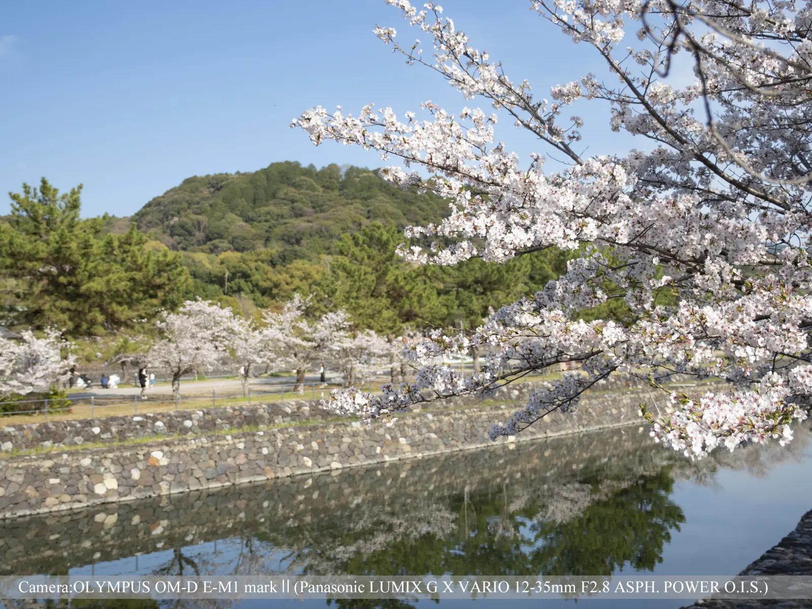 宇治・塔の島の桜