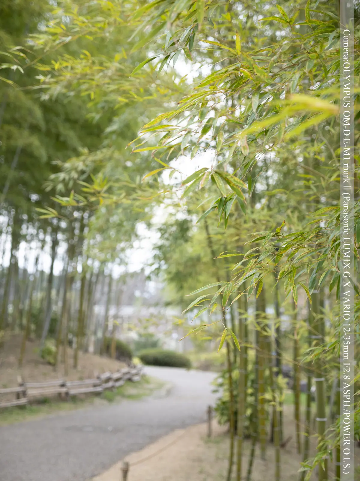 けいはんな記念公園（竹林）
