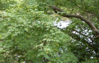 八瀬（高野川）