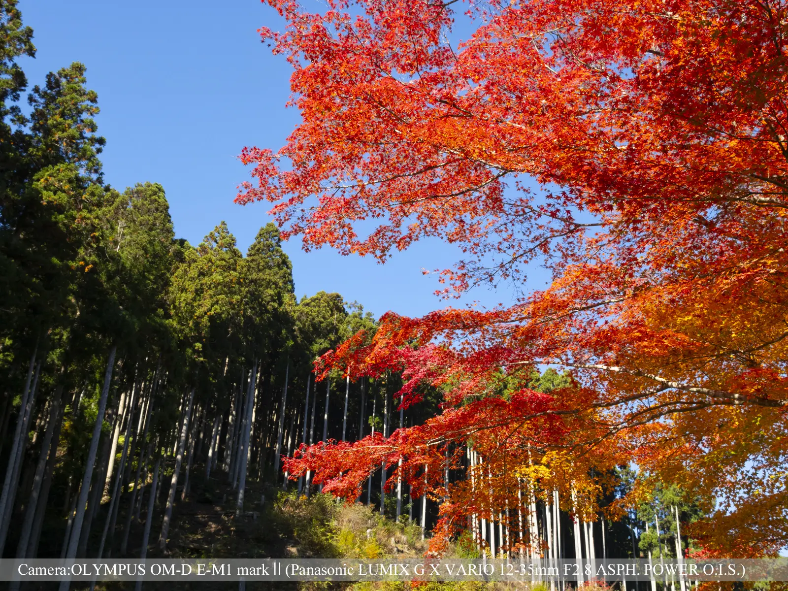 貴船（北山杉と紅葉）