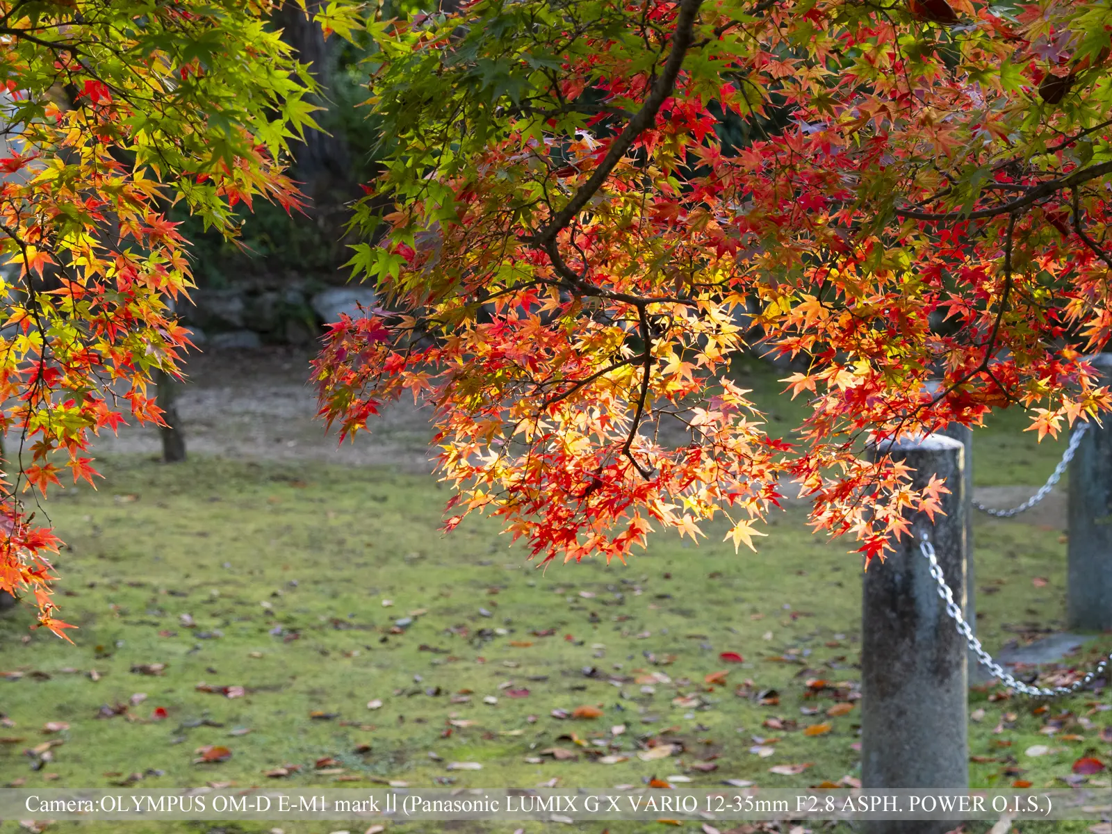 真如堂の紅葉(夕陽を浴びて)