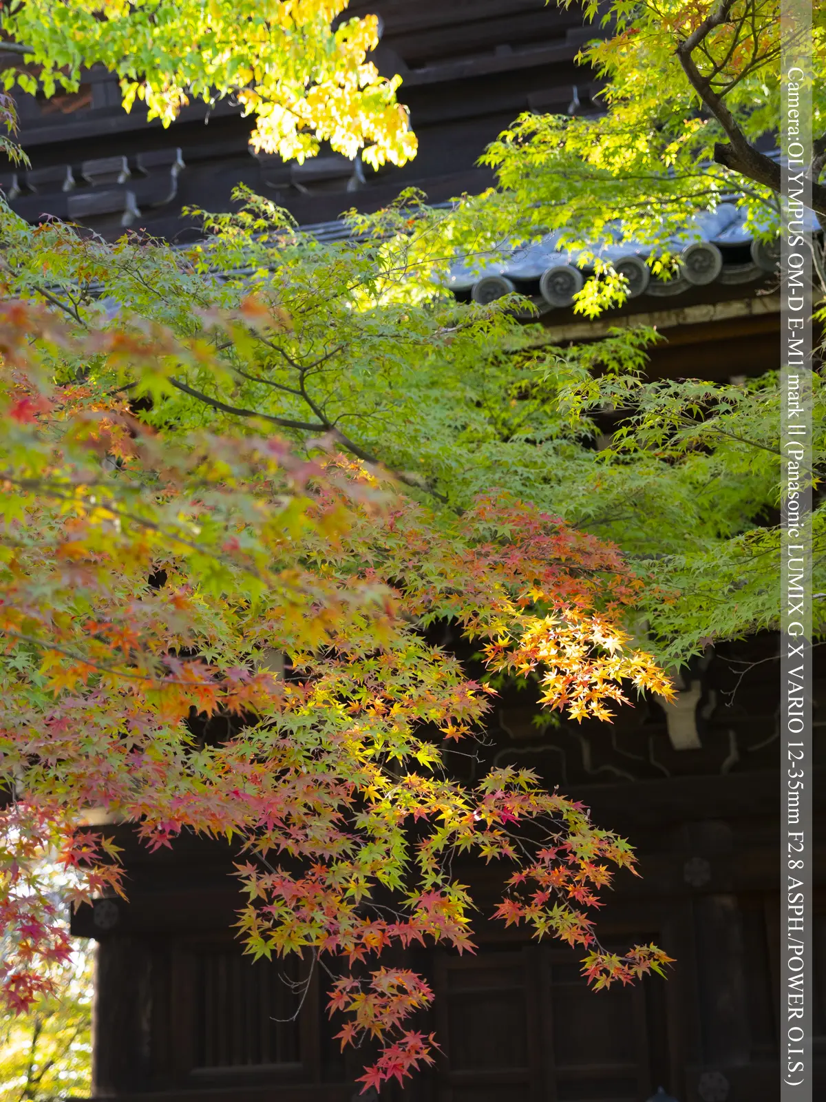 真如堂の紅葉(緑葉と紅葉とのコントラスト)