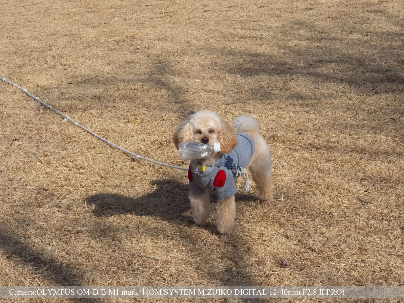 伏見桃山城運動公園（園内のわんこ）