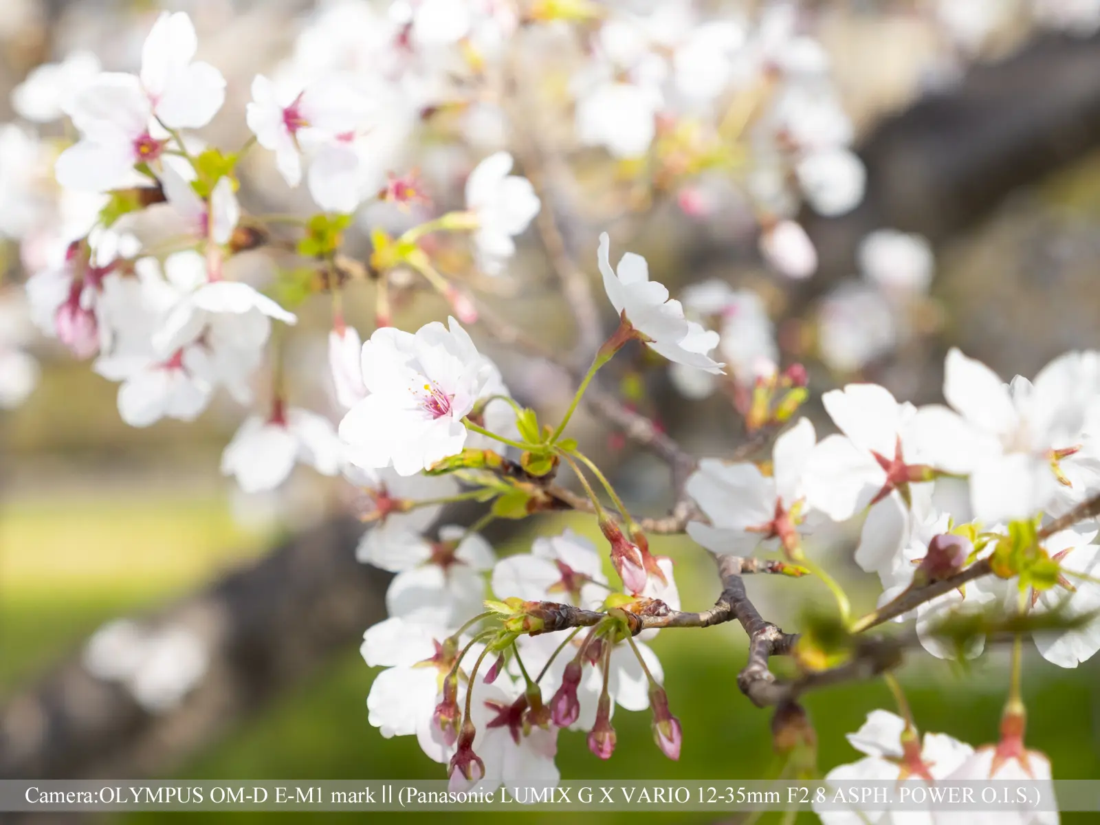 桜つづみ寺田緑地