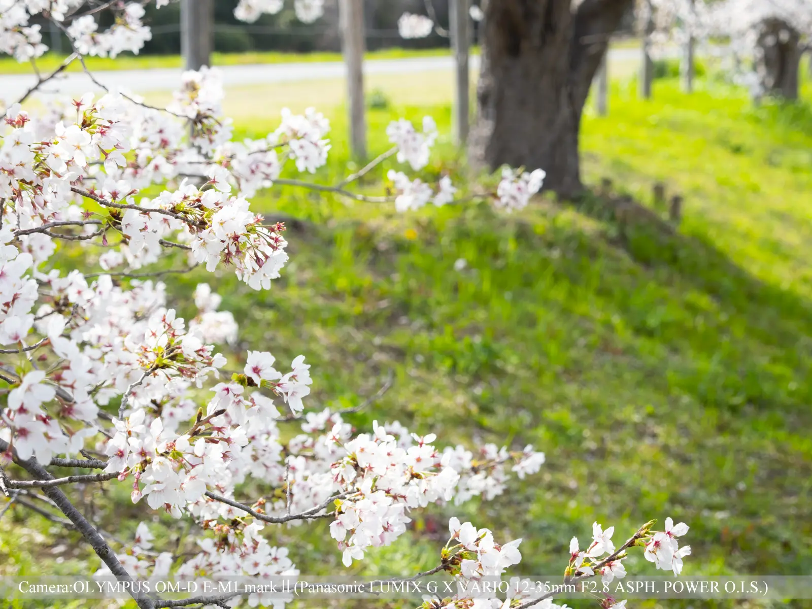 桜つづみ寺田緑地