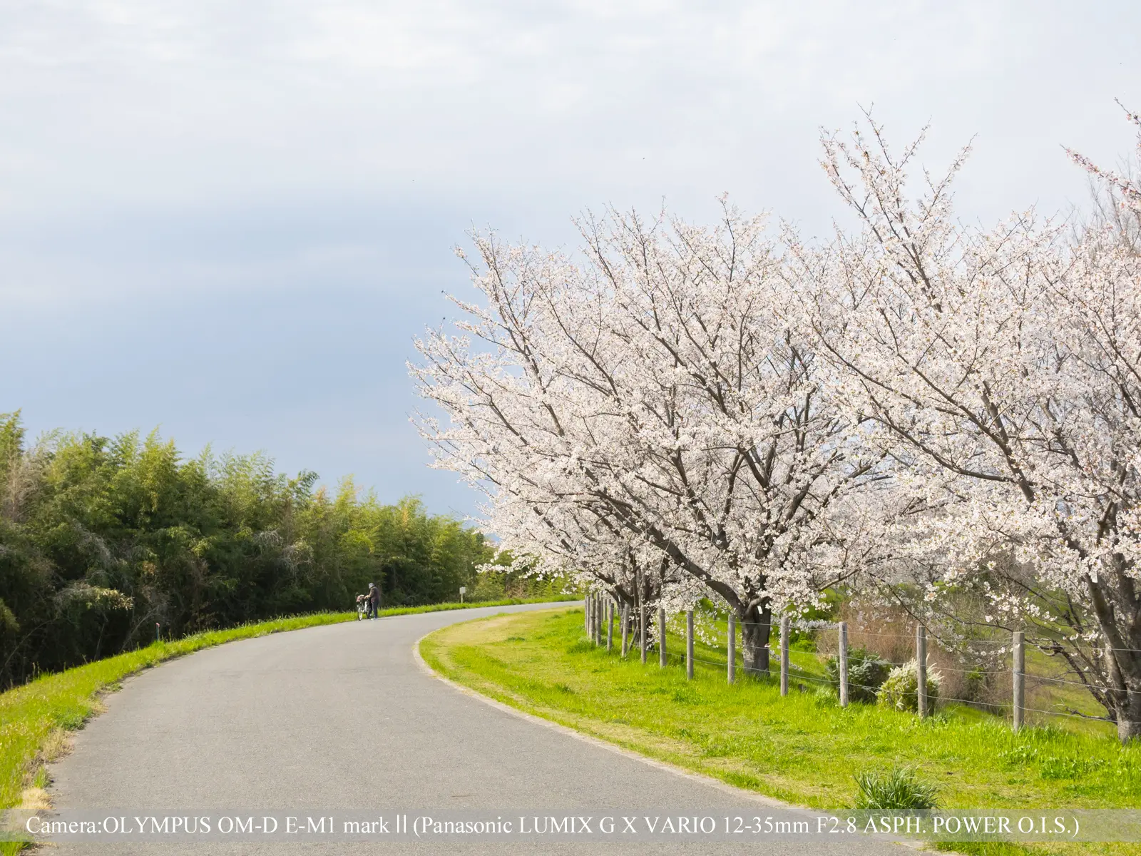 桜つづみ寺田緑地