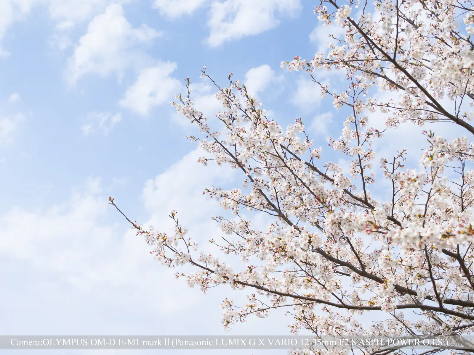 桜づつみ寺田緑地