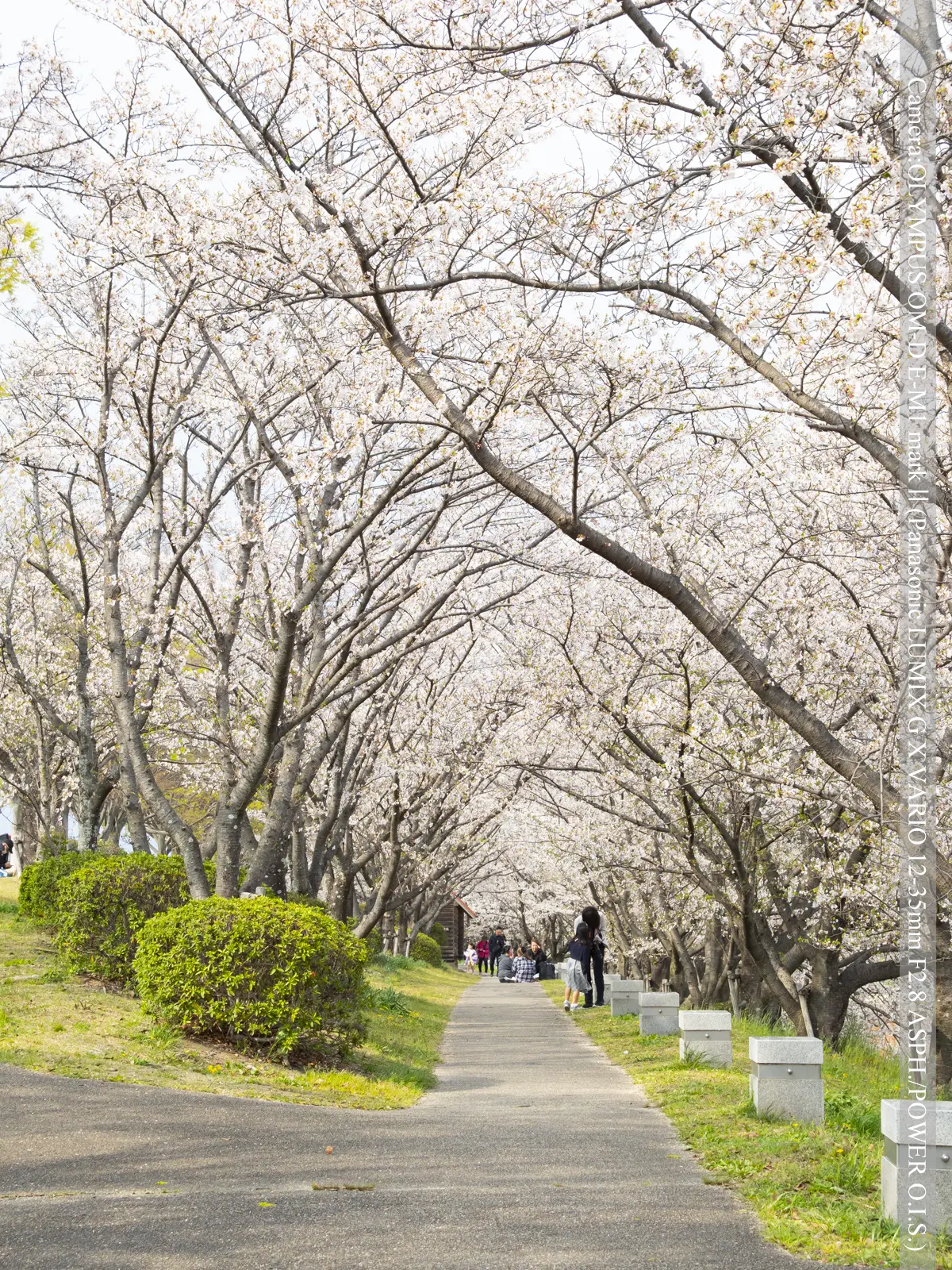 桜つづみ寺田緑地