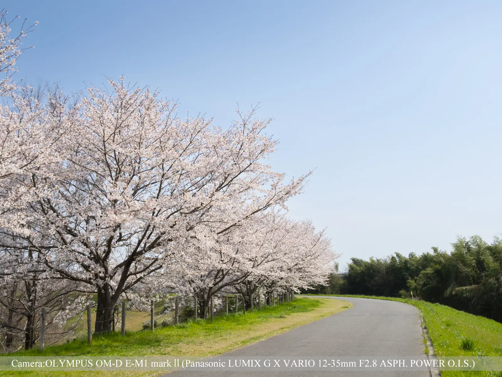 桜づつみ寺田緑地