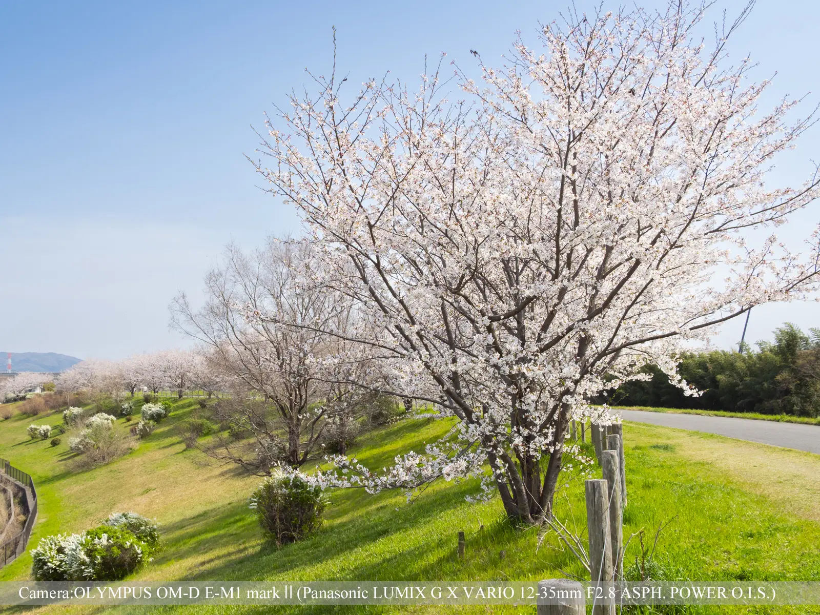 桜つづみ寺田緑地