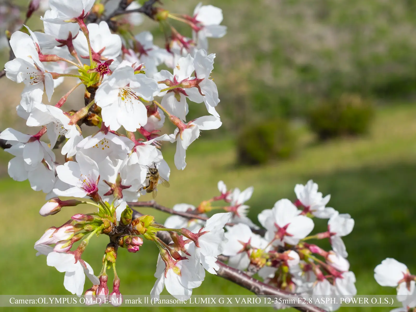 桜つづみ寺田緑地（桜の花に遊ぶ蜂）