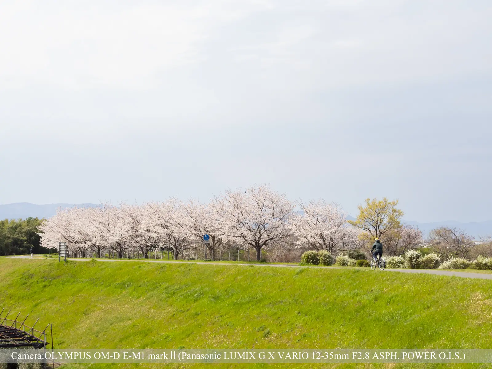 桜づつみ寺田緑地