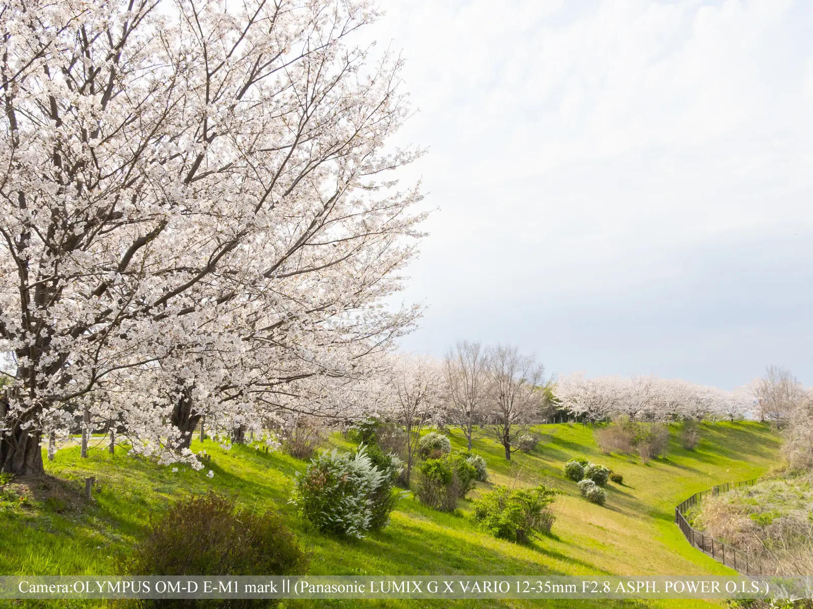 桜つづみ寺田緑地