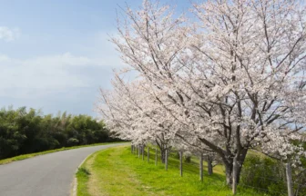 桜づつみ寺田緑地
