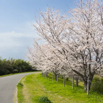 桜づつみ寺田緑地